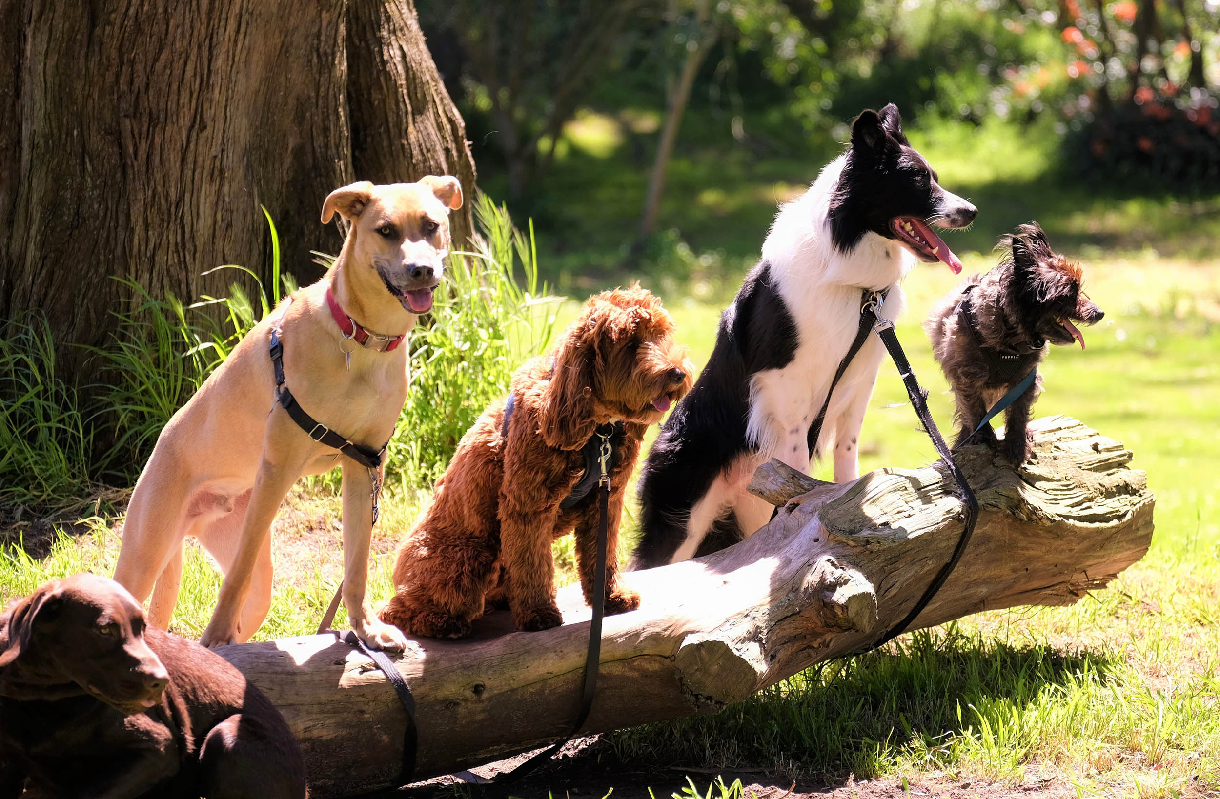 For the Love of Dogs – They’re More Emotional Than Science Once Gave Them Credit For