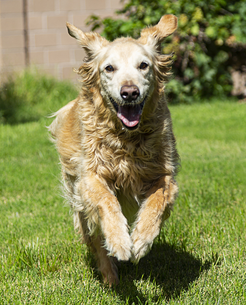Helping Pets Age Gracefully