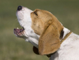 Solving the Coughing Conundrum in Pets