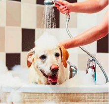 Spring Cleaning for Your Pet