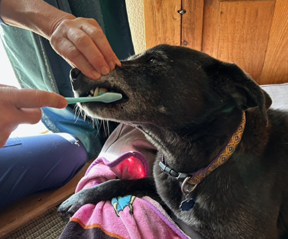 Dental Hygiene: More Than Just Fresh Breath for Pets